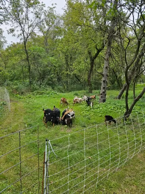 Multiple goats standing in a grassy field beside a metal fence under a clear blue sky.