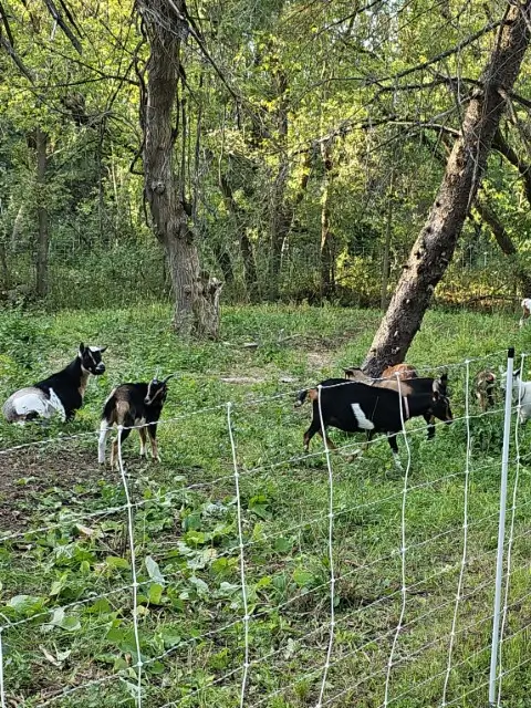 Three goats standing in a grassy field beside a metal fence under a clear blue sky.
