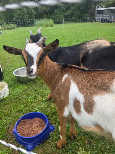 A goat stands in green grass beside a bowl filled with food, looking curiously at its surroundings.
