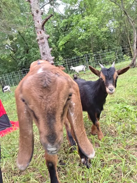Two goats standing side by side in a grassy field, enjoying the outdoors.