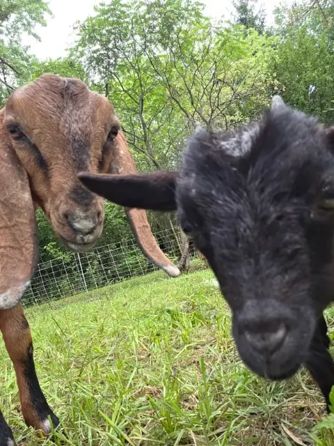 Two goats stare directly into the camera.