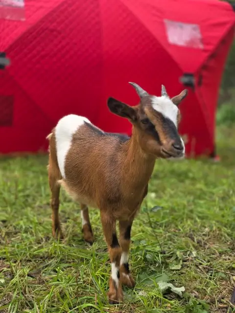 A goat stands in the grass beside a tent, surrounded by a natural outdoor setting.