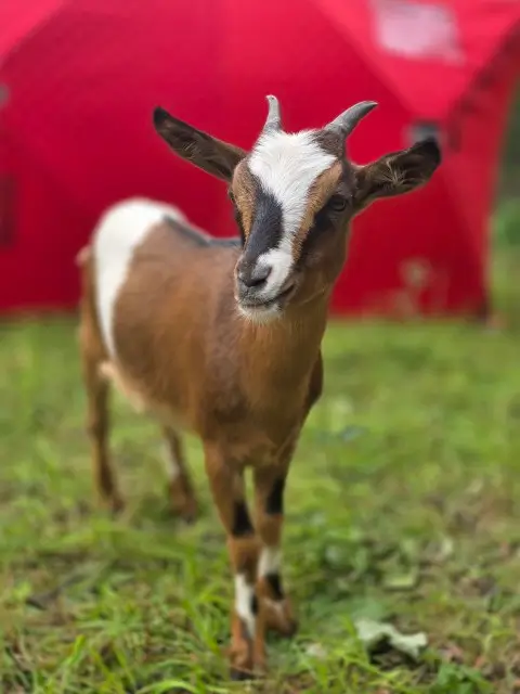 A goat stands in the grass beside a tent, surrounded by a natural outdoor setting.