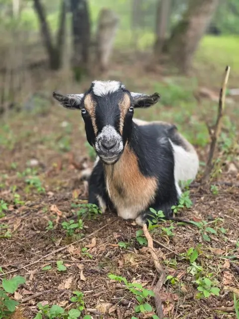 A cute goat sits on some grass staring intently into the camera.