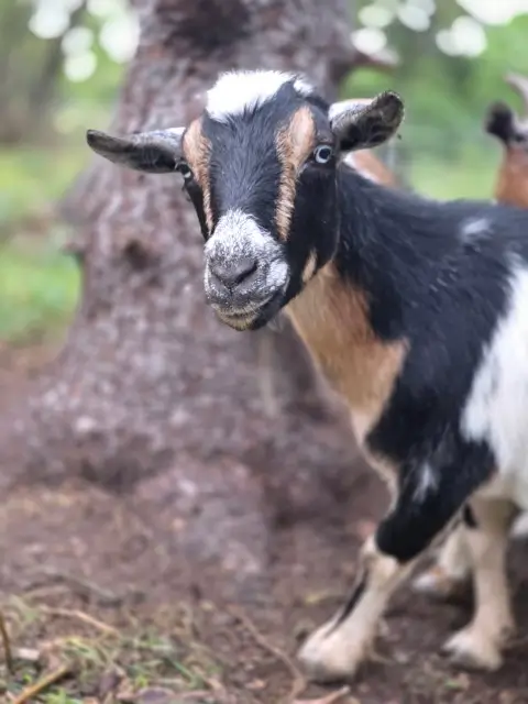 A goat stands in front of a tree trunk and stares at the camera.