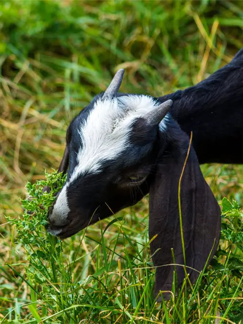A black and white goat grazes on green plants in a grassy field. The goat's head is black with a white stripe down the center.