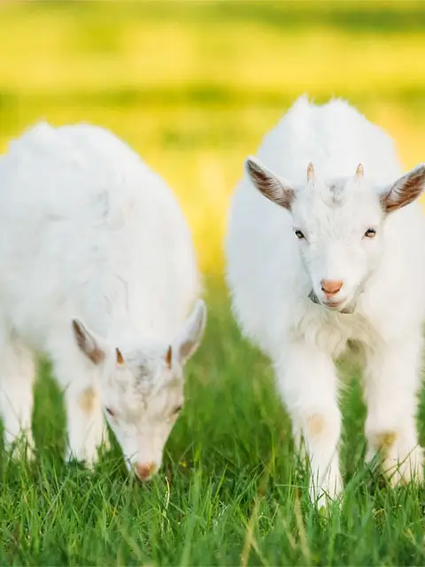 This sunny, eye-level shot captures two young goats in a grassy field. The goats have soft, white coats and small horns.